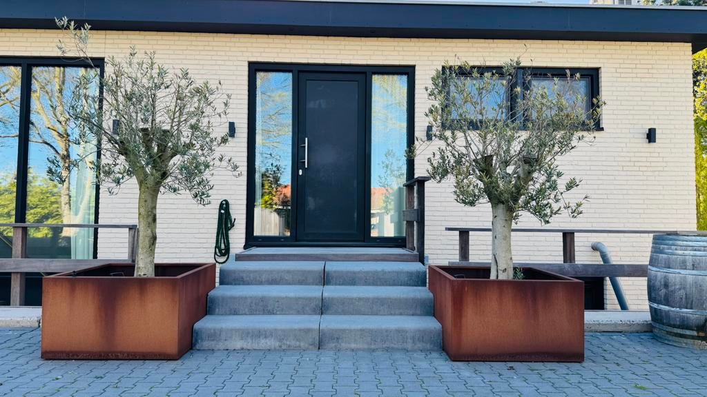 Prachtige olijfbomen in cortenstalen bakken compleet, Vierkant, Ophalen of Verzenden, Zo goed als nieuw, Metaal