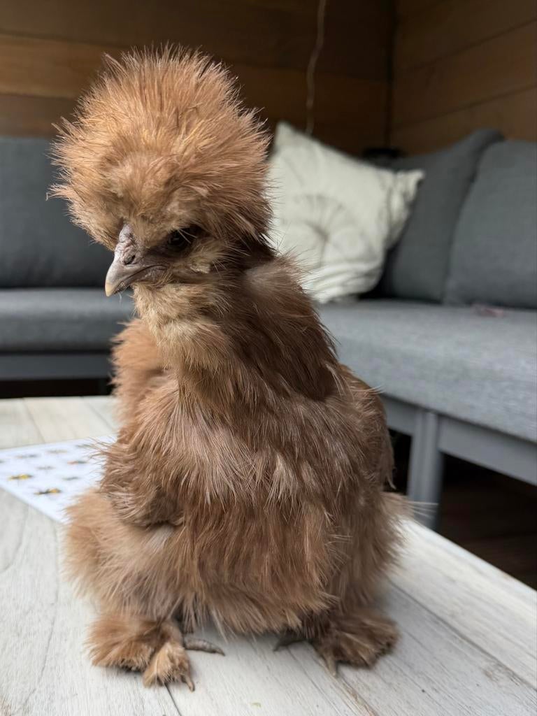 Zijdehoender kriel hen ‘Choco’, Dieren en Toebehoren, Vrouwelijk, Kip