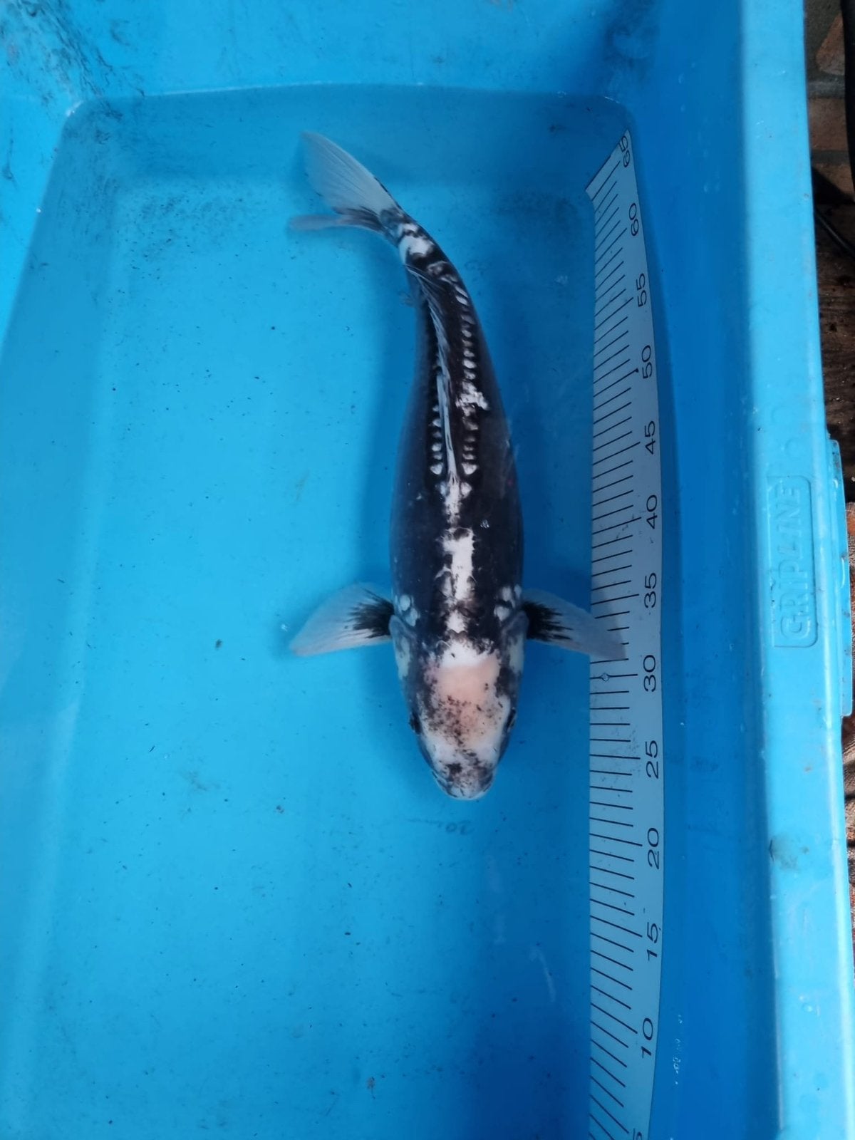 Te koop japanse koi (komonryu) 49cm, Karper of Koi