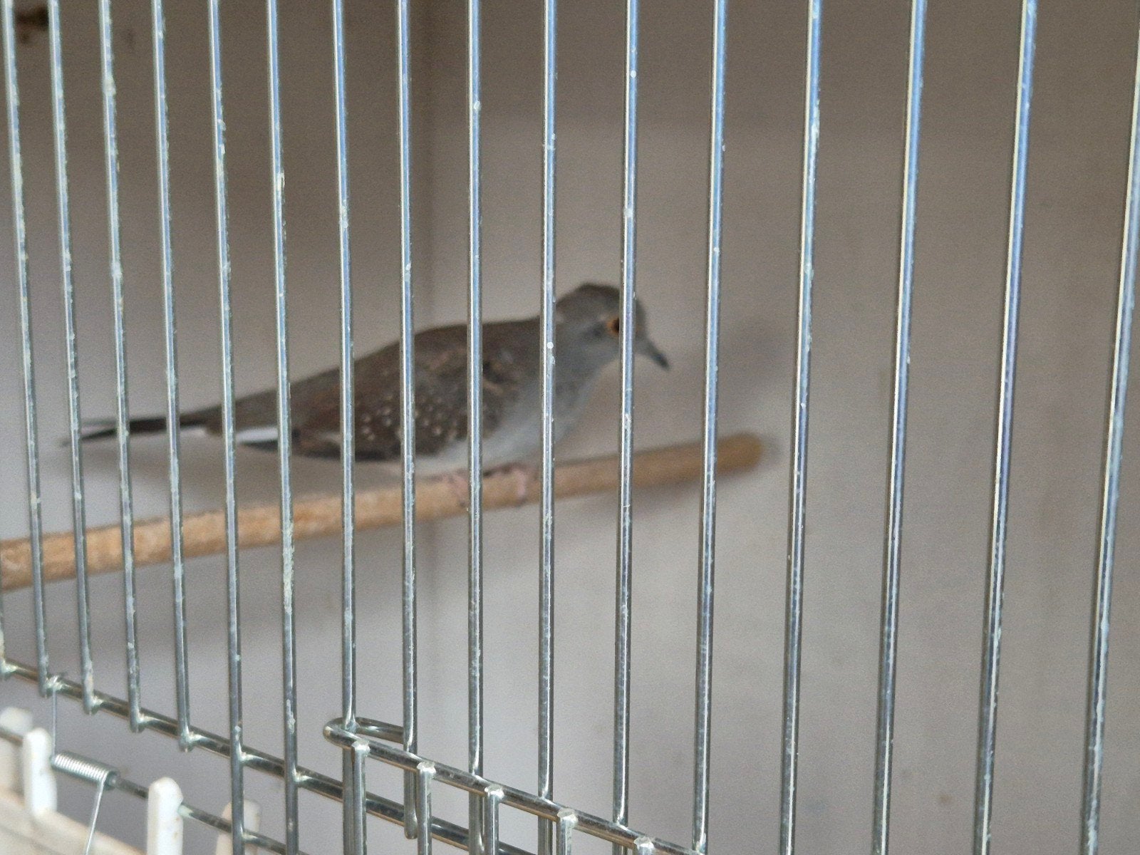 diamantduifjes, Dieren en Toebehoren, Geslacht onbekend