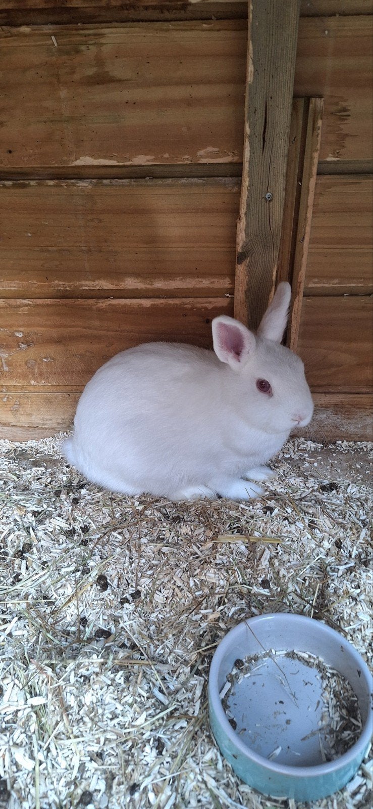 mooie witte voedster, Vrouwelijk, Klein, 0 tot 2 jaar