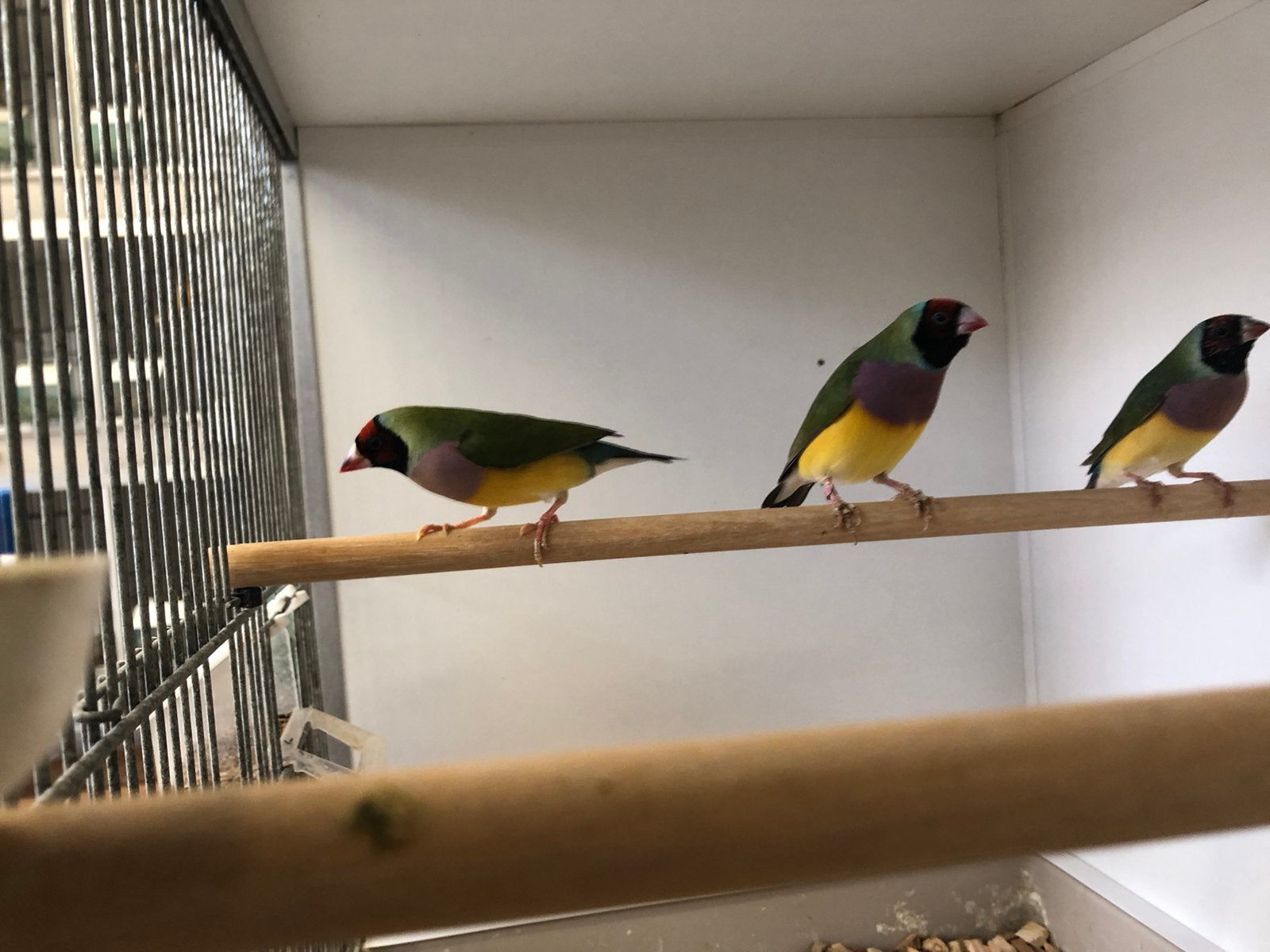 Gouldsamadines, Meerdere dieren
