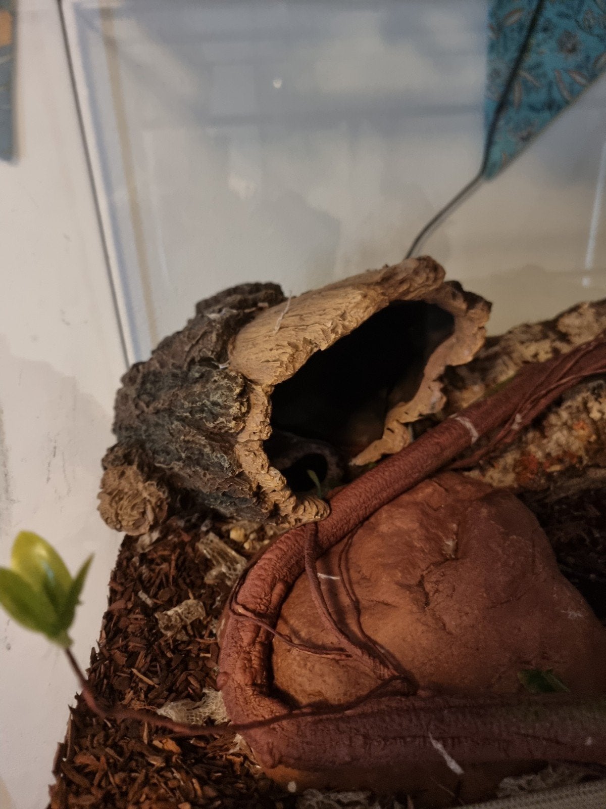 Koningspython(s) Ball Python photo 5