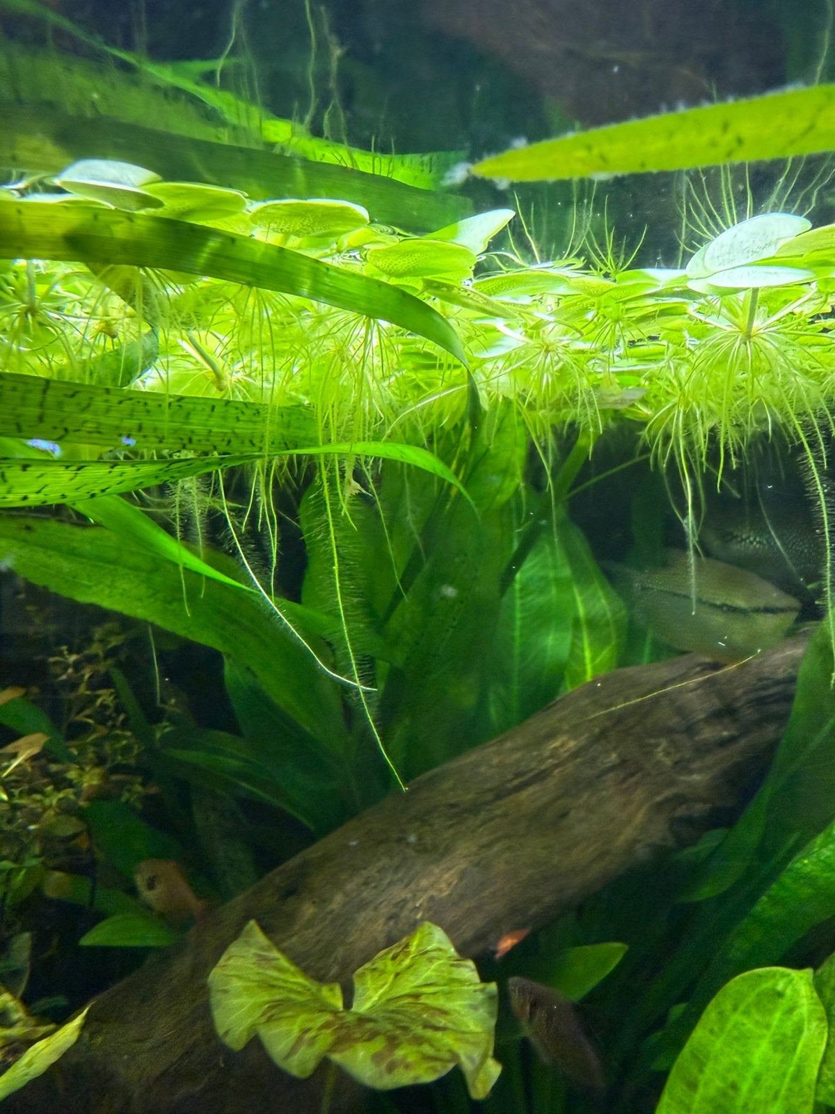 Amazon Frofbit Drijfplantjes (kikkerbeet), Dieren en Toebehoren, Ophalen, Nieuw, Plant(en), Steen of Hout