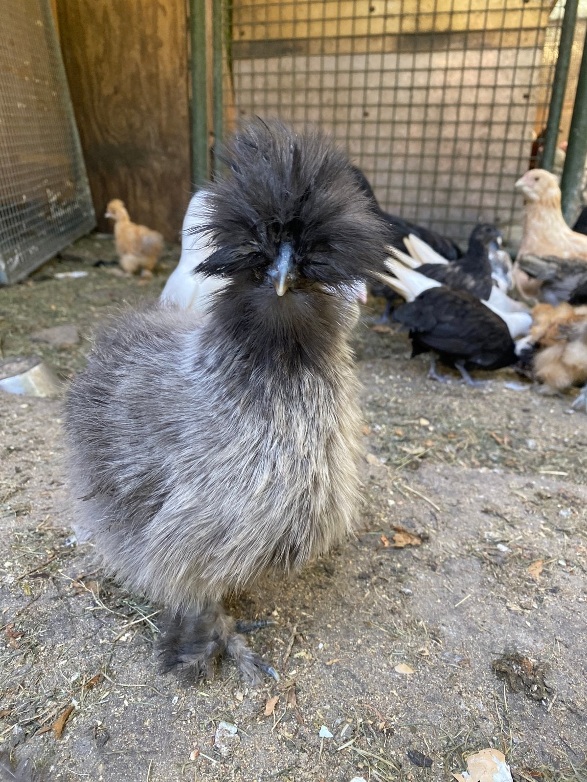 Kriel van zijdehoenders, kuifhoen, kleurleggers, Dieren en Toebehoren, Pluimvee, Meerdere dieren, Kip