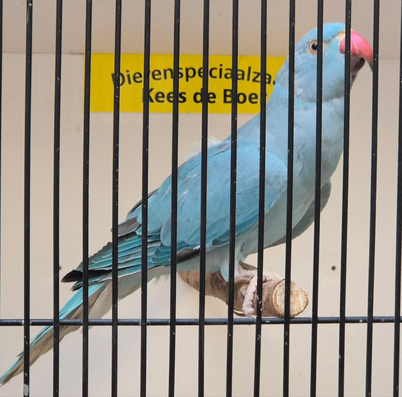 blauwe halsbandparkiet pop