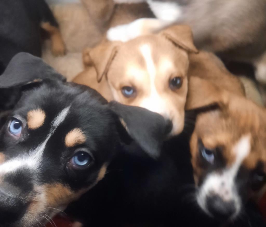 Gezonde Amerikaanse stafford kruising puppies blue eyes!!, Dieren en Toebehoren, Parvo, 8 tot 15 weken, Eén hond, Nederland