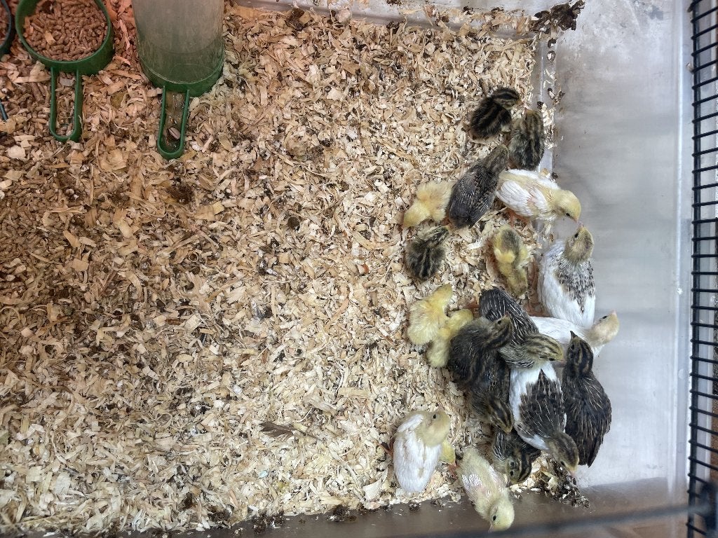 Chinese dwerg  kwartels, Ophalen, Vogel, Beeldje of Figuurtje