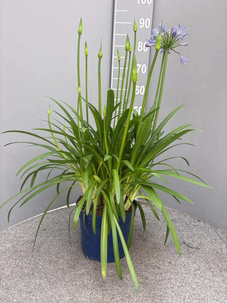 Agapanthus met veel knoppen, mandeville, en 1001 tuinplante, Ophalen, Overige soorten, Volle zon