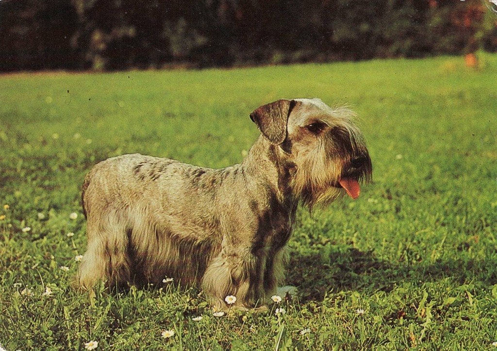 Bohmischer Terrier 483, Verzamelen, Ophalen of Verzenden, 1980 tot heden, Ongelopen, Hond of Kat