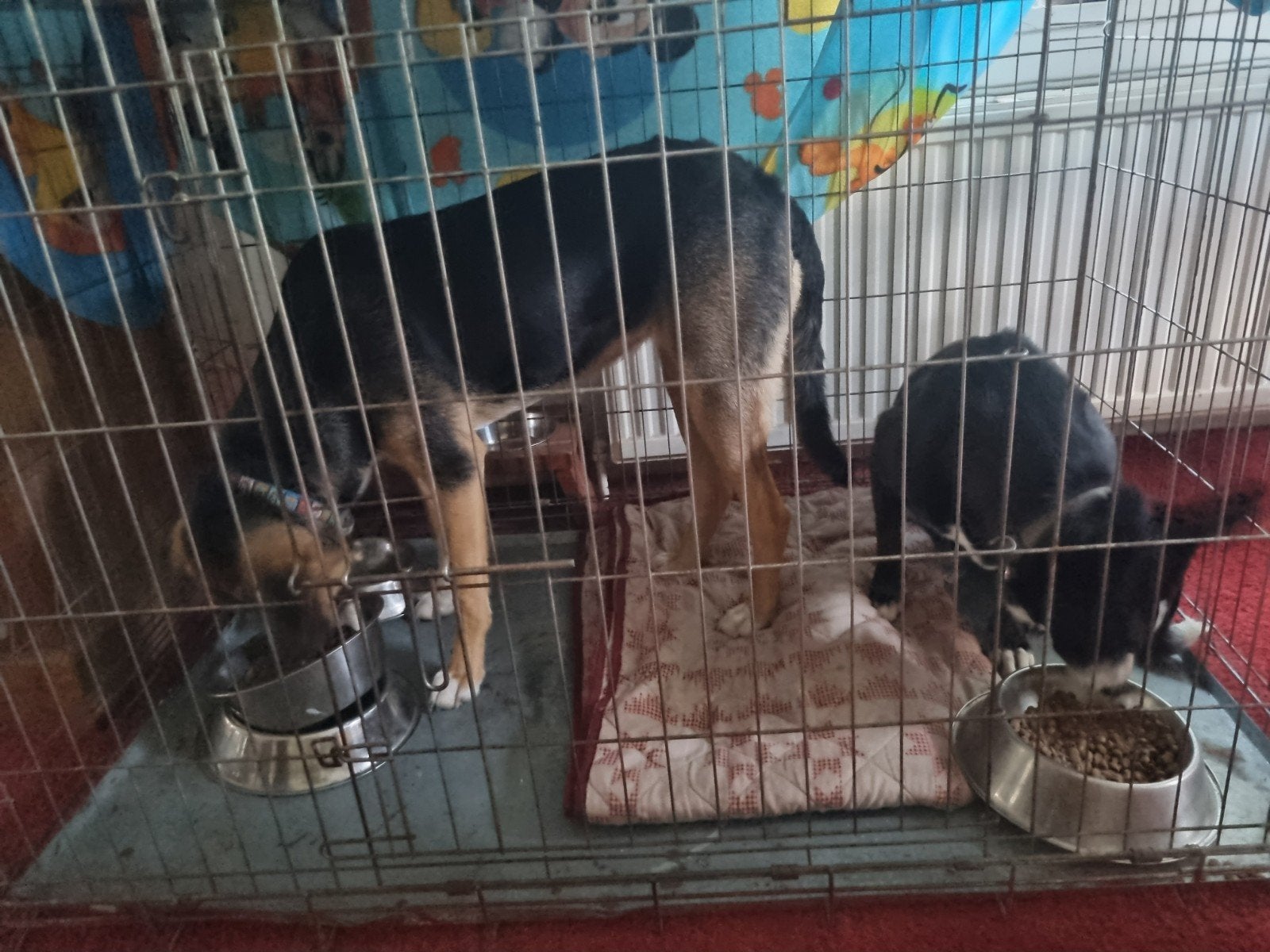 Lieve kleine teef van 3 jaar zoekt warme mand..., Particulier, Buitenland, Teef, Parvo