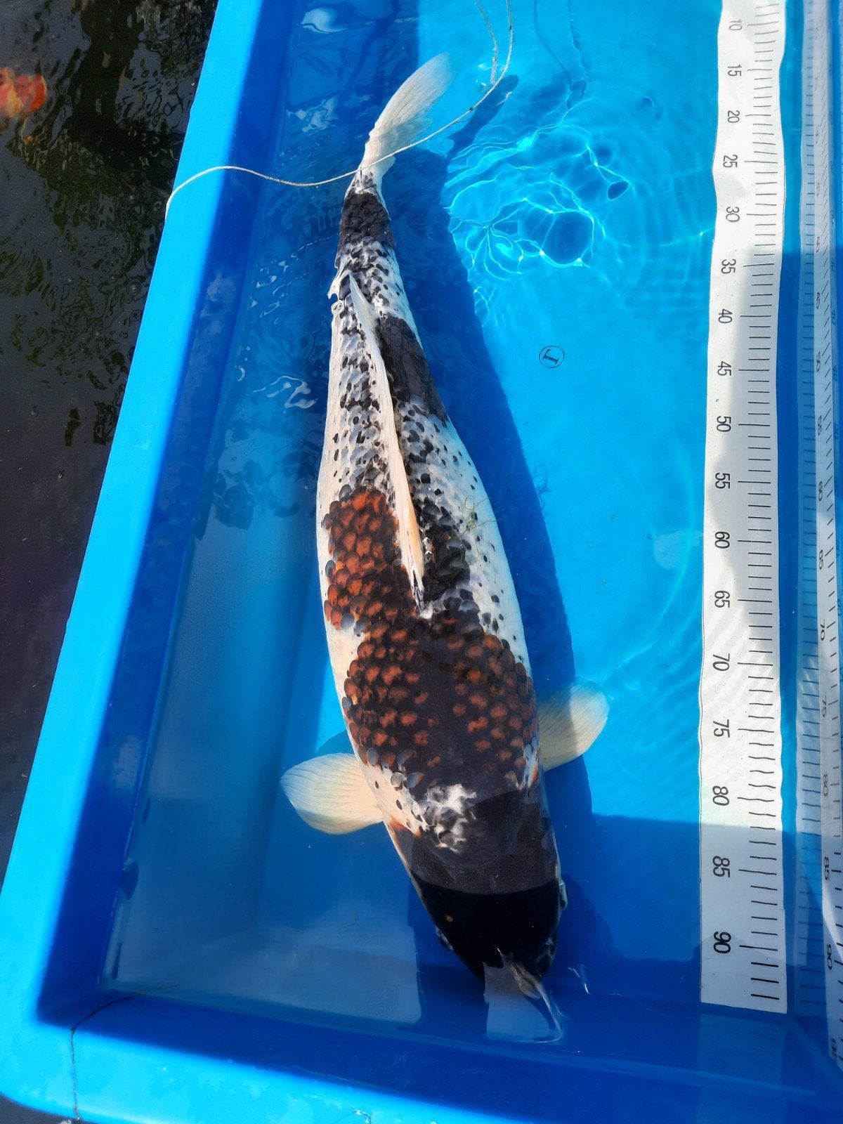 budo goromo 80 plus, Dieren en Toebehoren, Karper of Koi