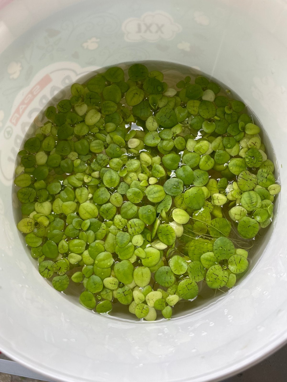 Verse kikkerbeet, Dieren en Toebehoren, Vis