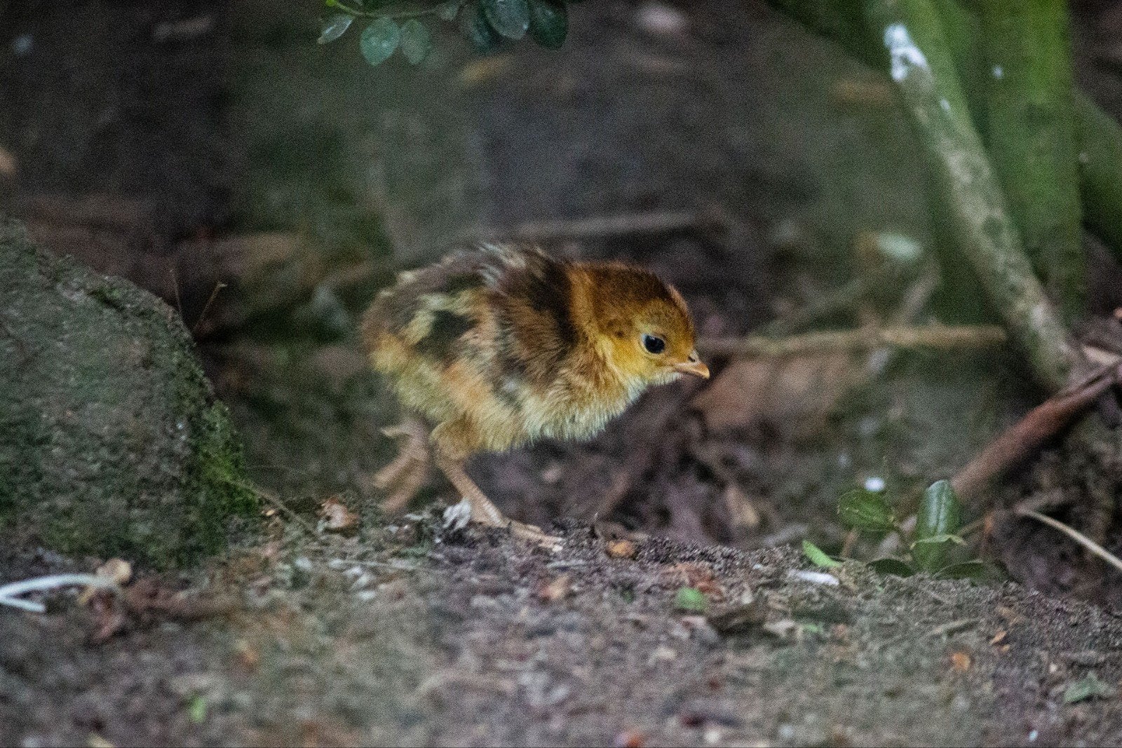 Baby goud fazantjes, Dieren en Toebehoren, Vogels | Overige Vogels