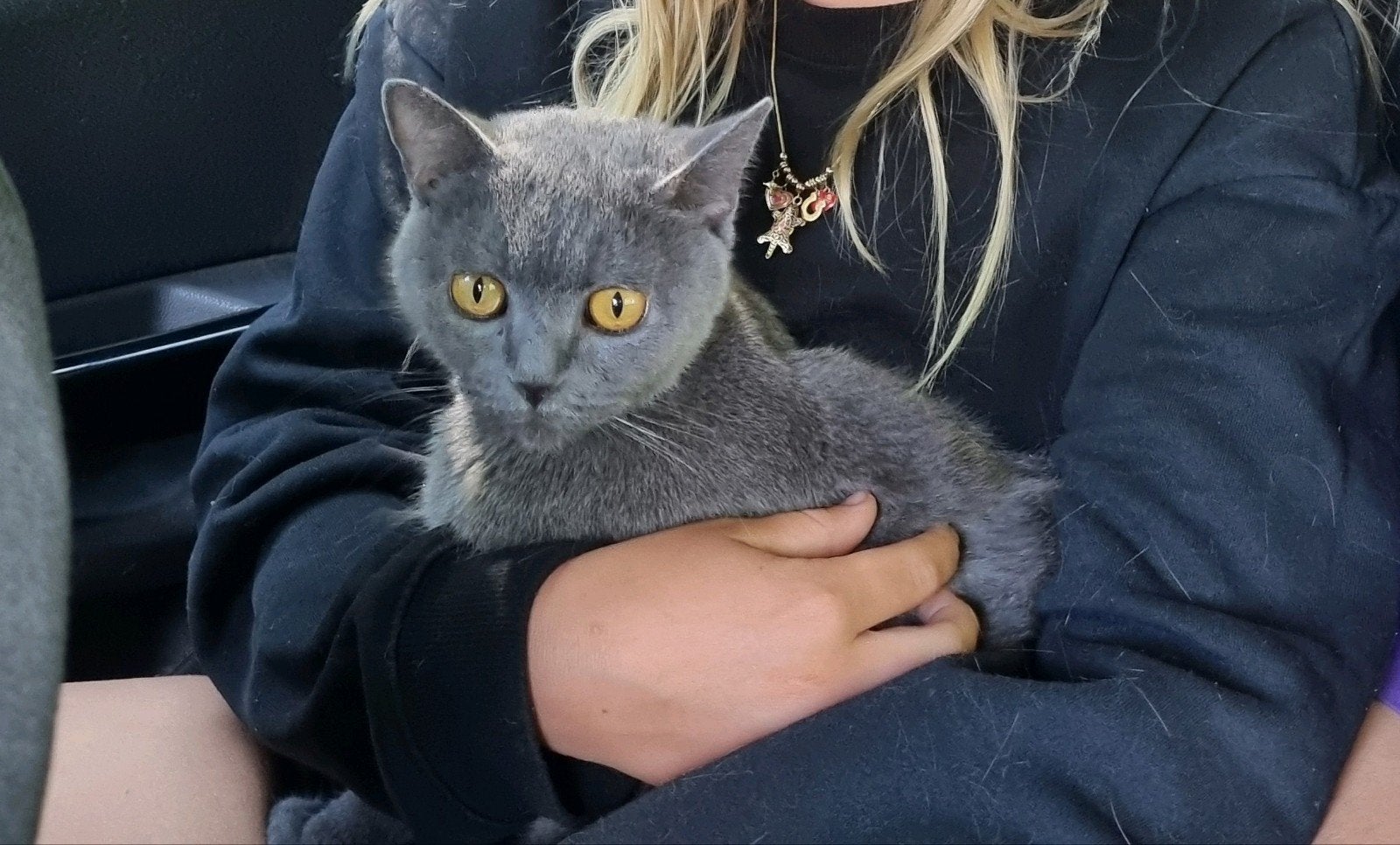 spoed goed tehuis gezocht britse korthaar poes 2 jaar, Dieren en Toebehoren, Katten en Kittens | Raskatten | Korthaar, Poes, Ontwormd