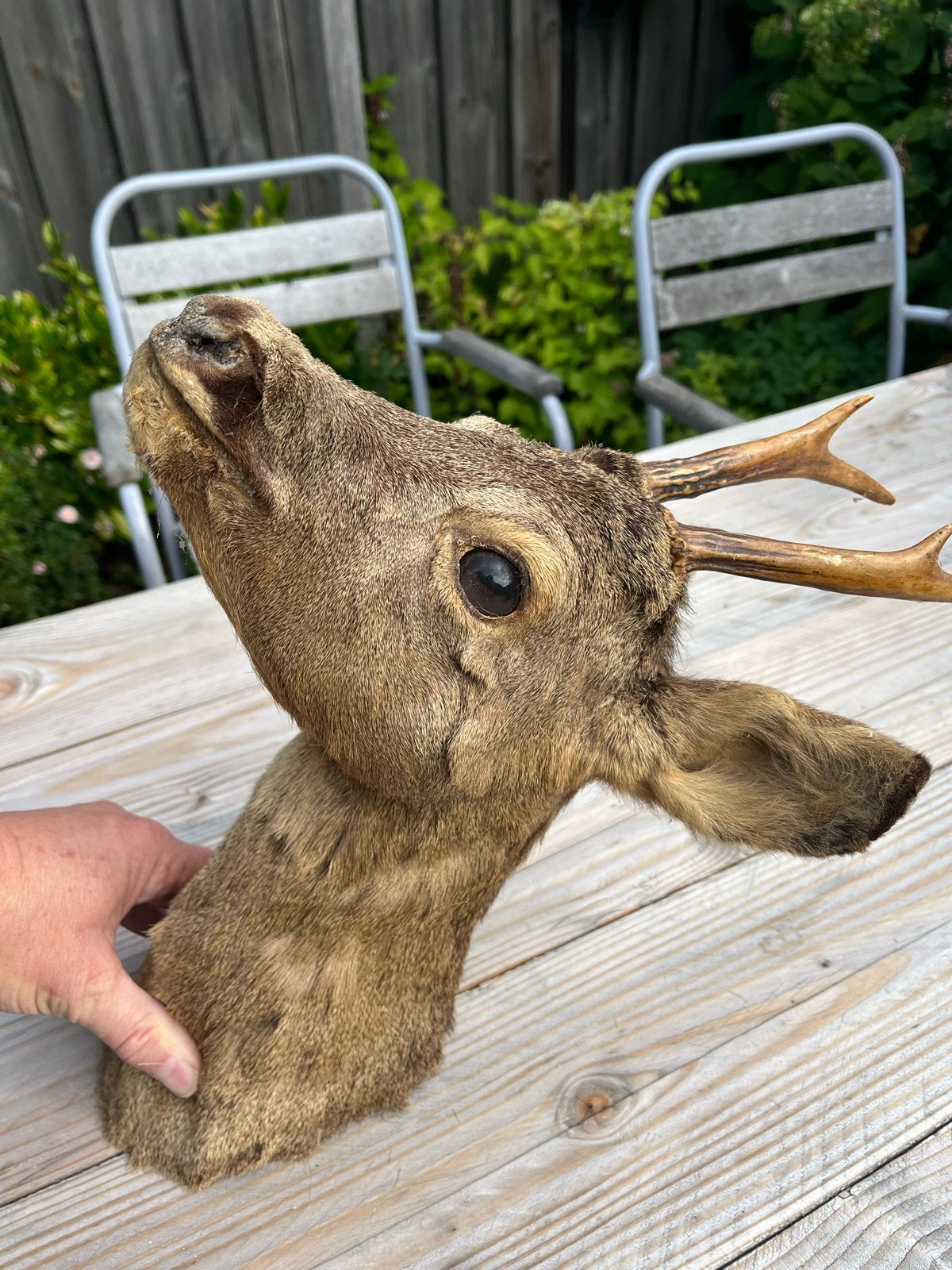 Hertenkop taxidermie in goede staat op houten plank, Ophalen of Verzenden, Gebruikt, Hert, Gewei of Kop