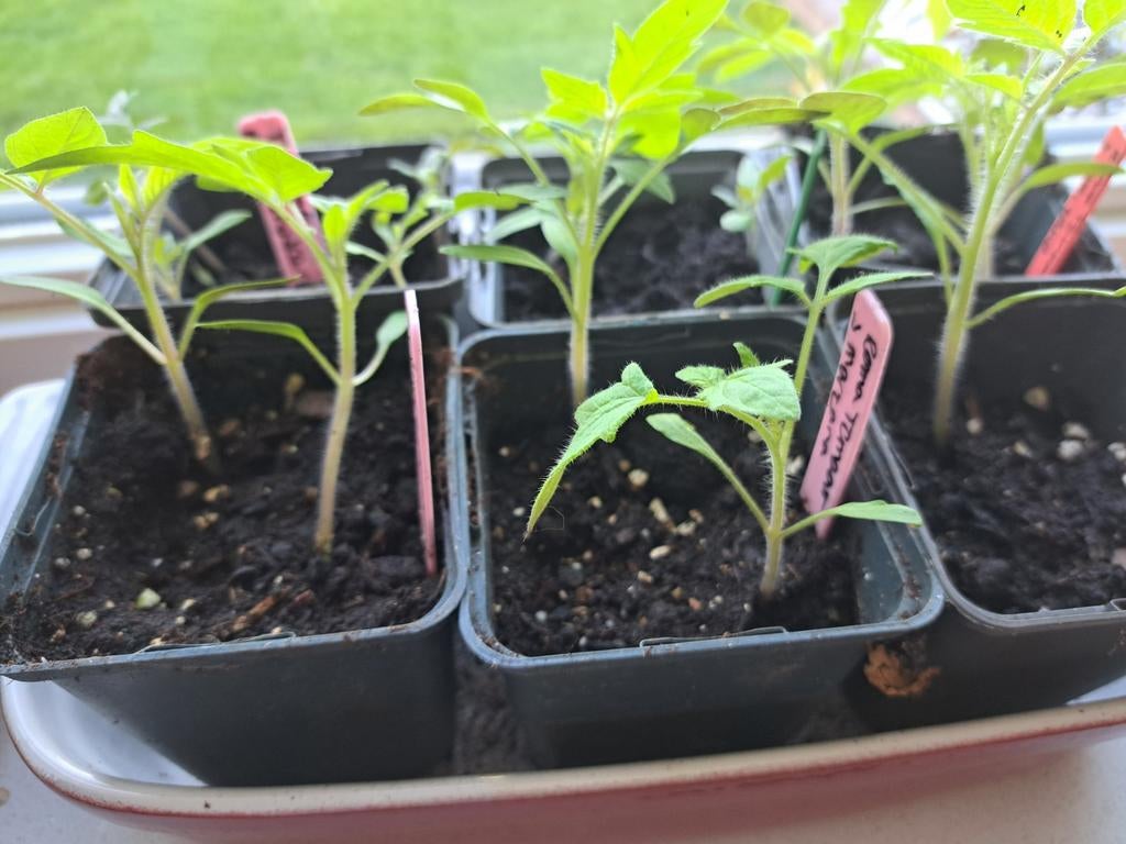 Verse Tomatenplantjes - Diverse Soorten, Tuin en Terras, Ophalen, Volle zon, Groenteplanten, Eenjarig