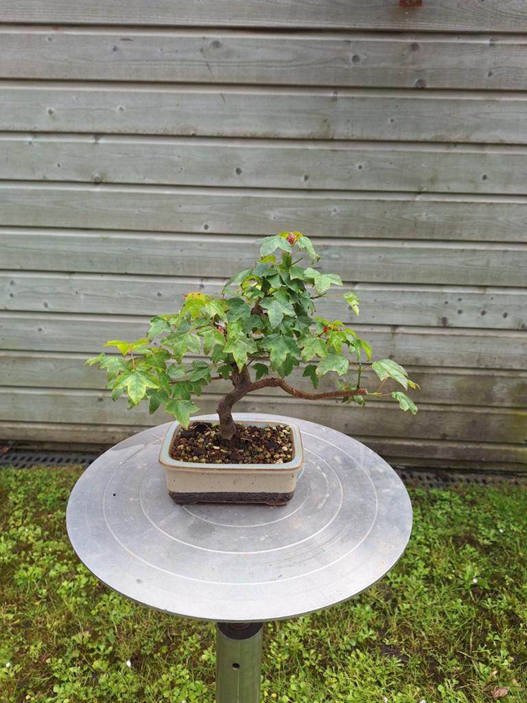 Bonsai acer buergeranium, Ophalen, Bloeit niet, Overige soorten, Halfschaduw