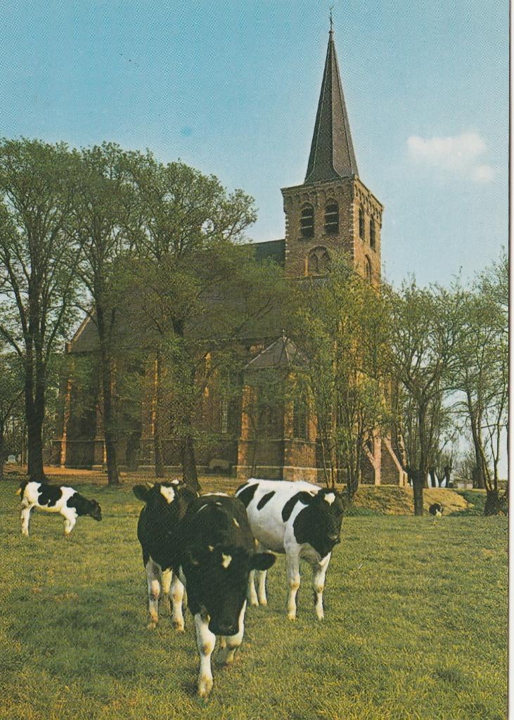 't WOUDT Ned. Herv. Kerk met Koeien, Verzenden, 1980 tot heden, Ongelopen, Zuid-Holland