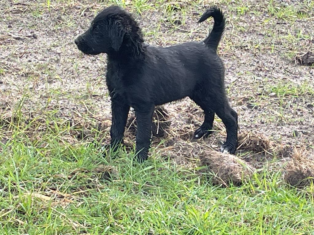 Doodle Pups, Dieren en Toebehoren, Parvo, 8 tot 15 weken, Meerdere, Meerdere dieren