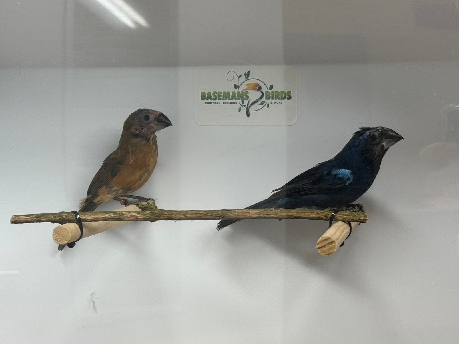 Braziliaanse blauwe bisschop - cyanloxia brissonii, Meerdere dieren, Tropenvogel, Geringd