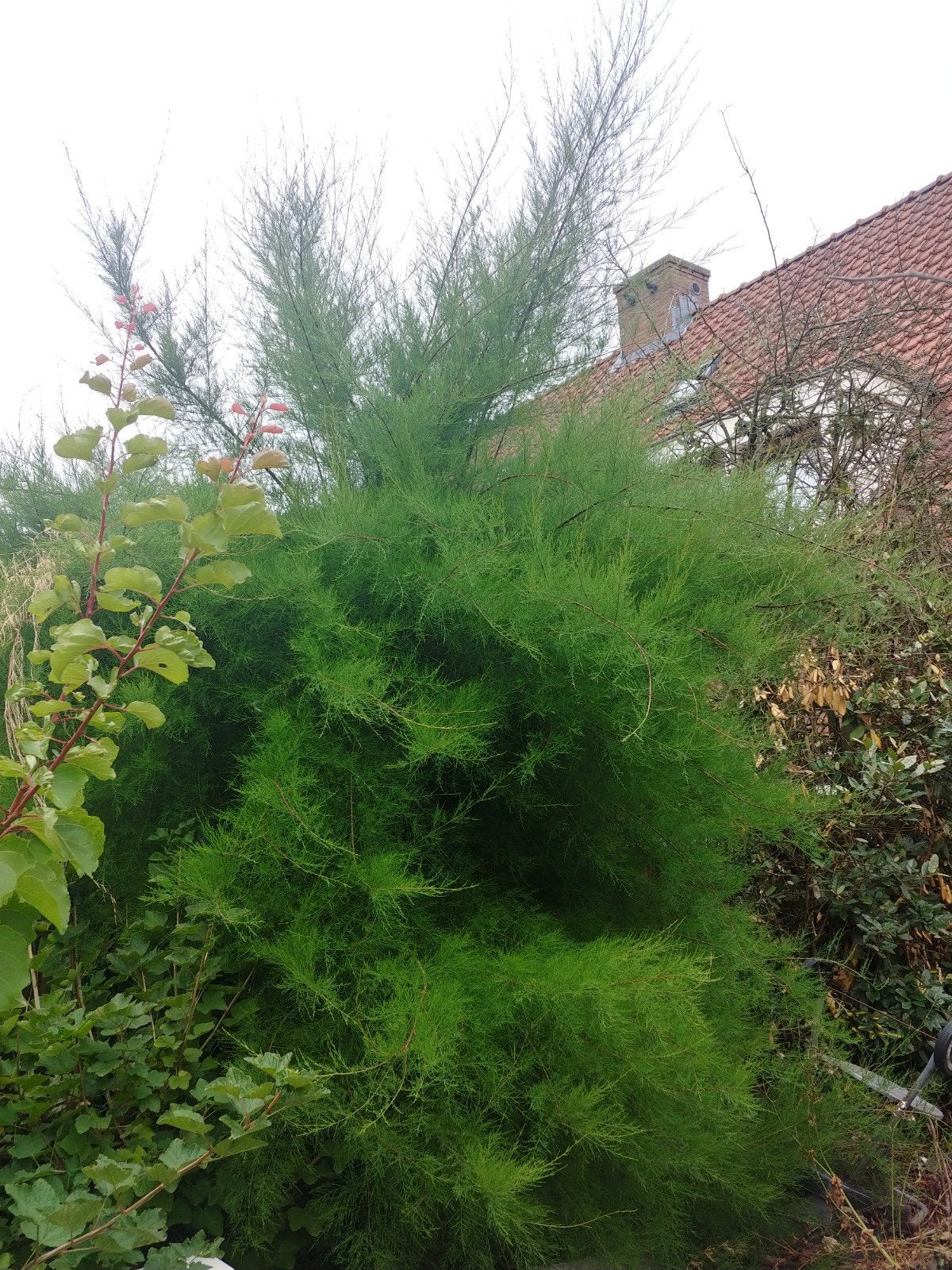 GRATIS: Tamarisk boom Stekje, Ophalen, 250 tot 400 cm, Lente