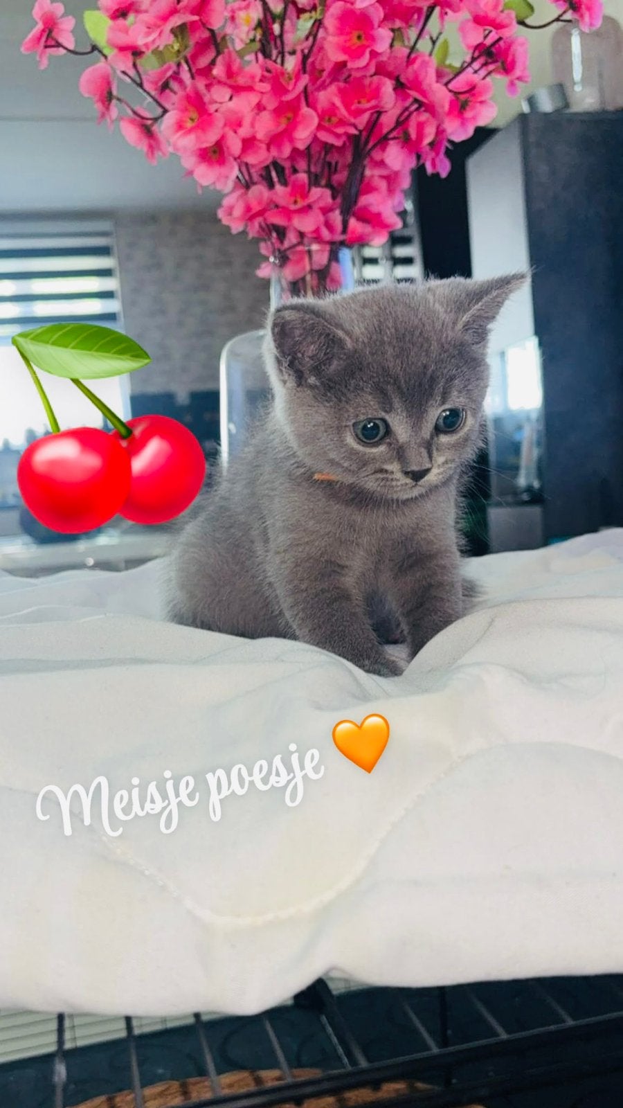 Britse korthaar kittens, Dieren en Toebehoren, Katten en Kittens | Raskatten | Korthaar, Poes, Ontwormd