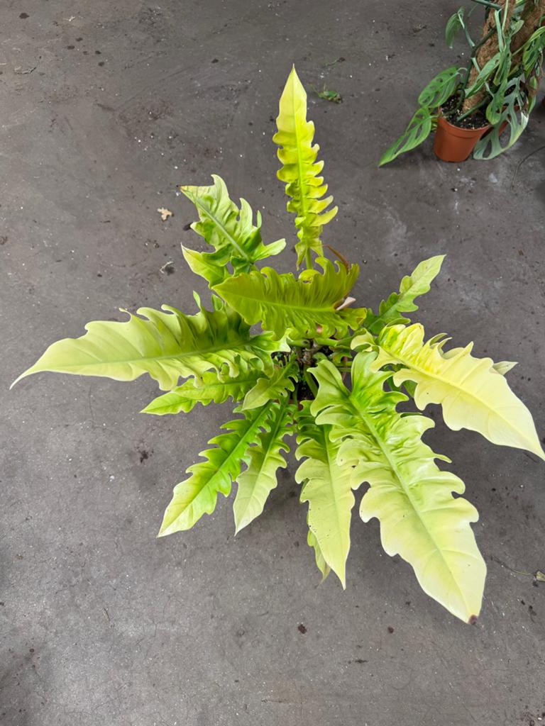 philodendron scandes Philodendron Heartleaf Variegated - Grower's Choice - 4" Pot