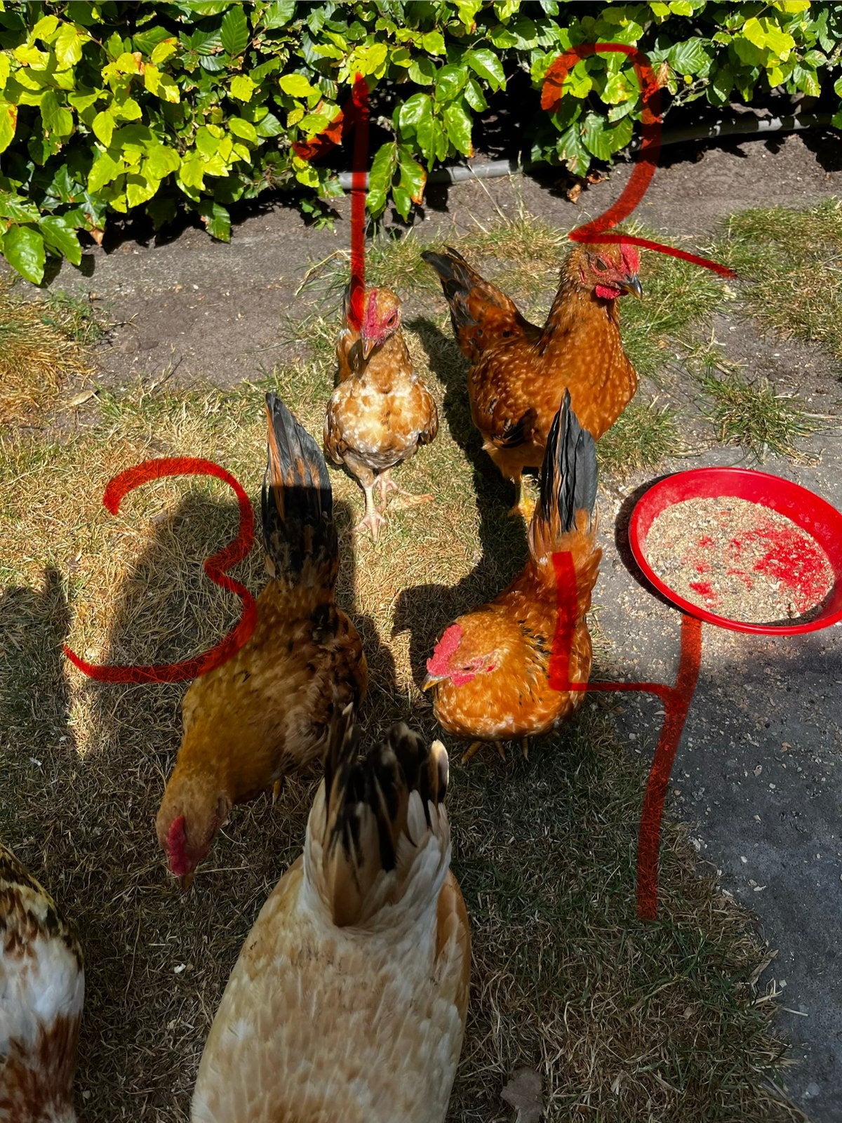 4 Mooie haantjes serama, en 1 kruising, Dieren en Toebehoren, Pluimvee, Mannelijk, Kip
