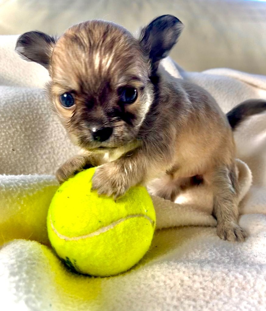 Chihuahua pups, België, Fokker | Hobbymatig, 8 tot 15 weken, Meerdere