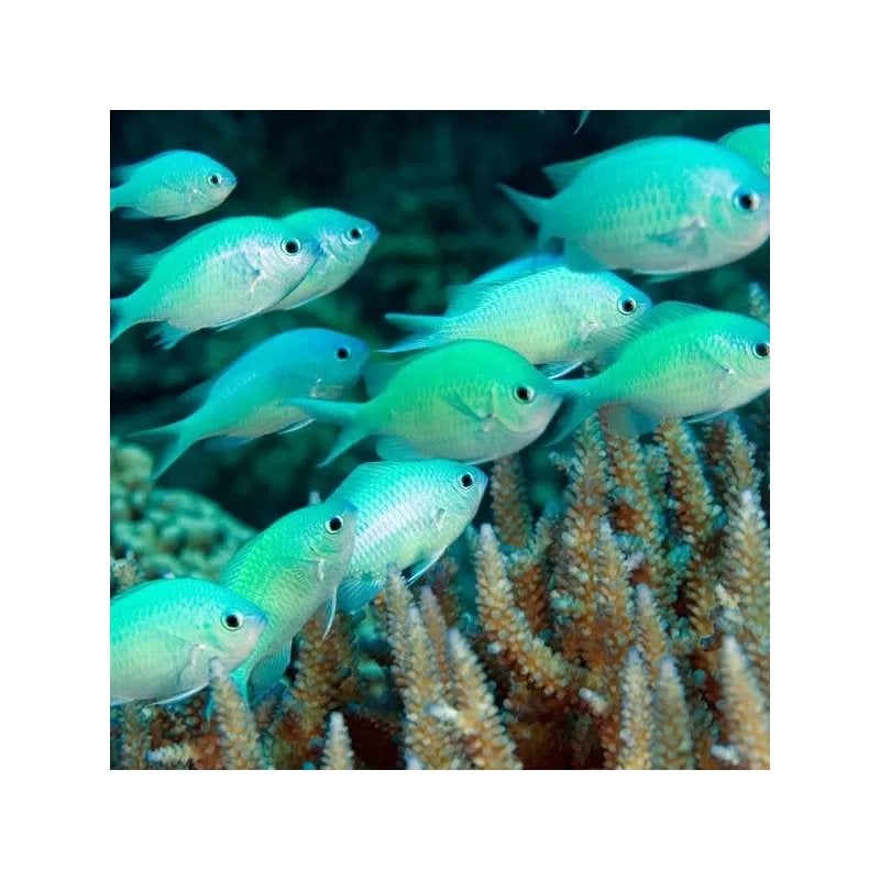 3x chromis viridis, Vis, Zoutwatervis