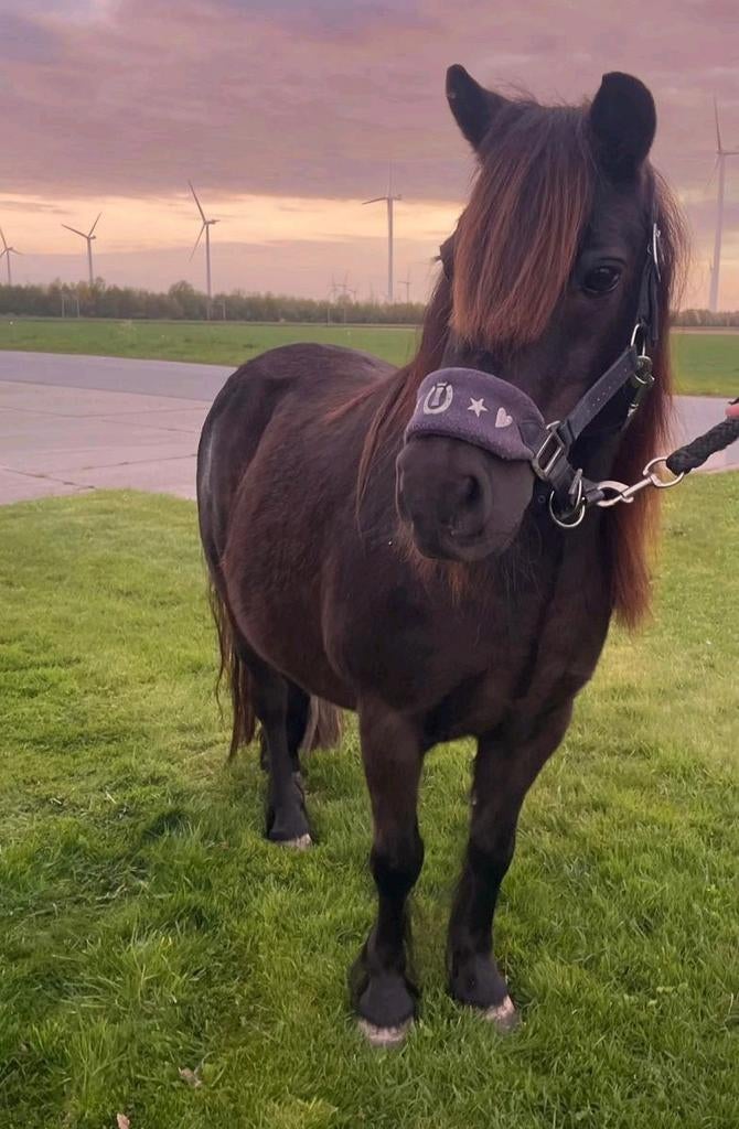 Te koop lieve shetlander merrie, Merrie