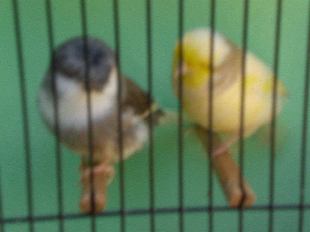 div, glosters, Dieren en Toebehoren, Vogels | Kanaries, Mannelijk, Postuurkanarie
