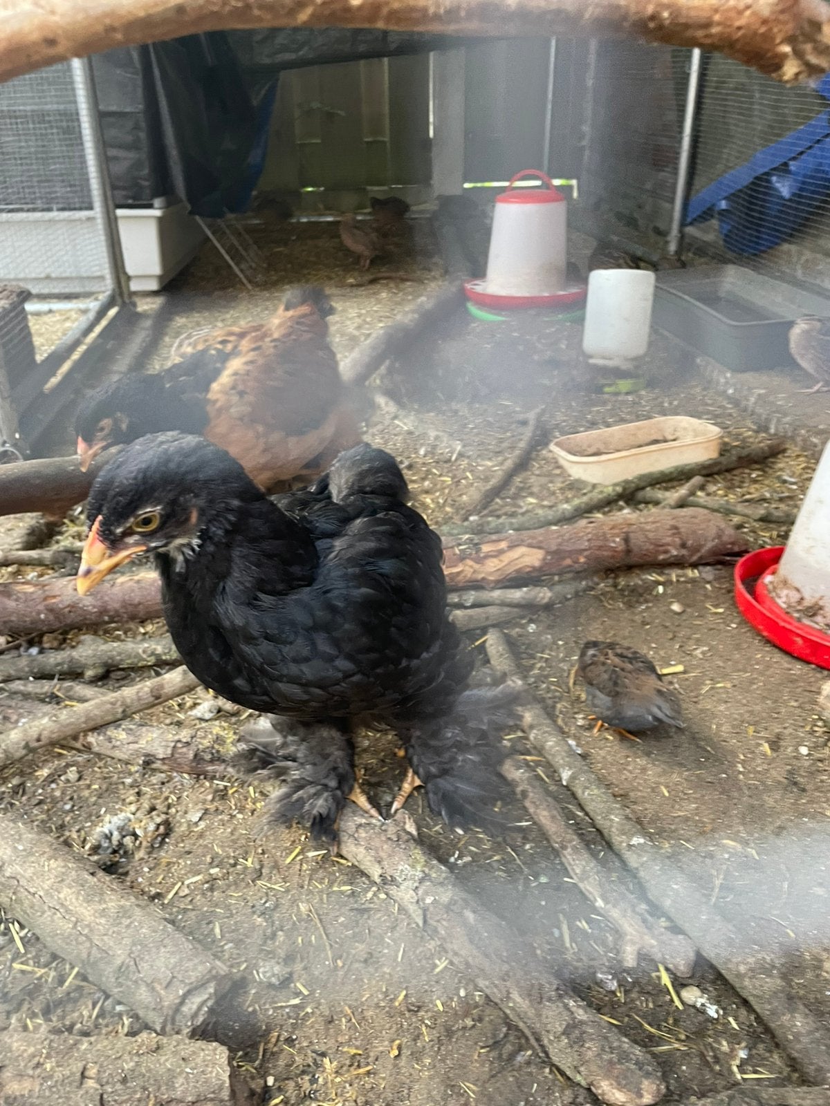 Dieren oppas, Meerdere dieren, Eend