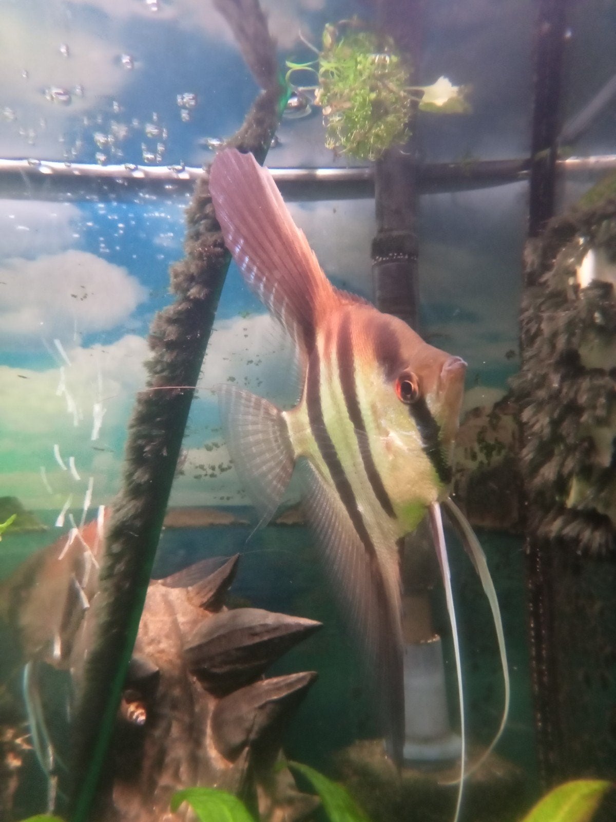 Grote maanvis, Dieren en Toebehoren, Vis, Zoetwatervis