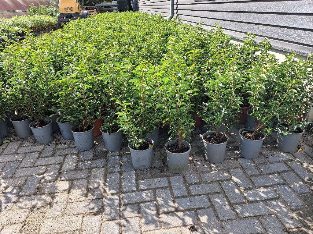 ACTIE!!! Prunus lusitanica 'Angustifolia' 55/60 cm hoog €6,-