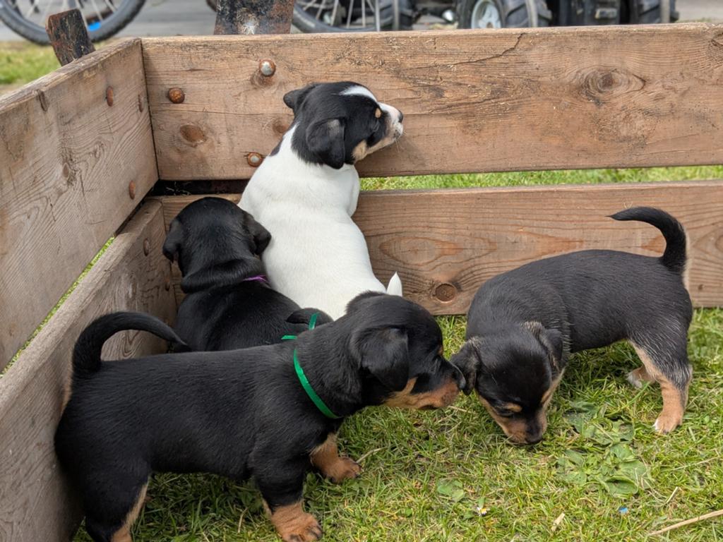 Prachtige jack Russel pups, Jack Russell Terriër, 8 tot 15 weken, Meerdere, Meerdere dieren