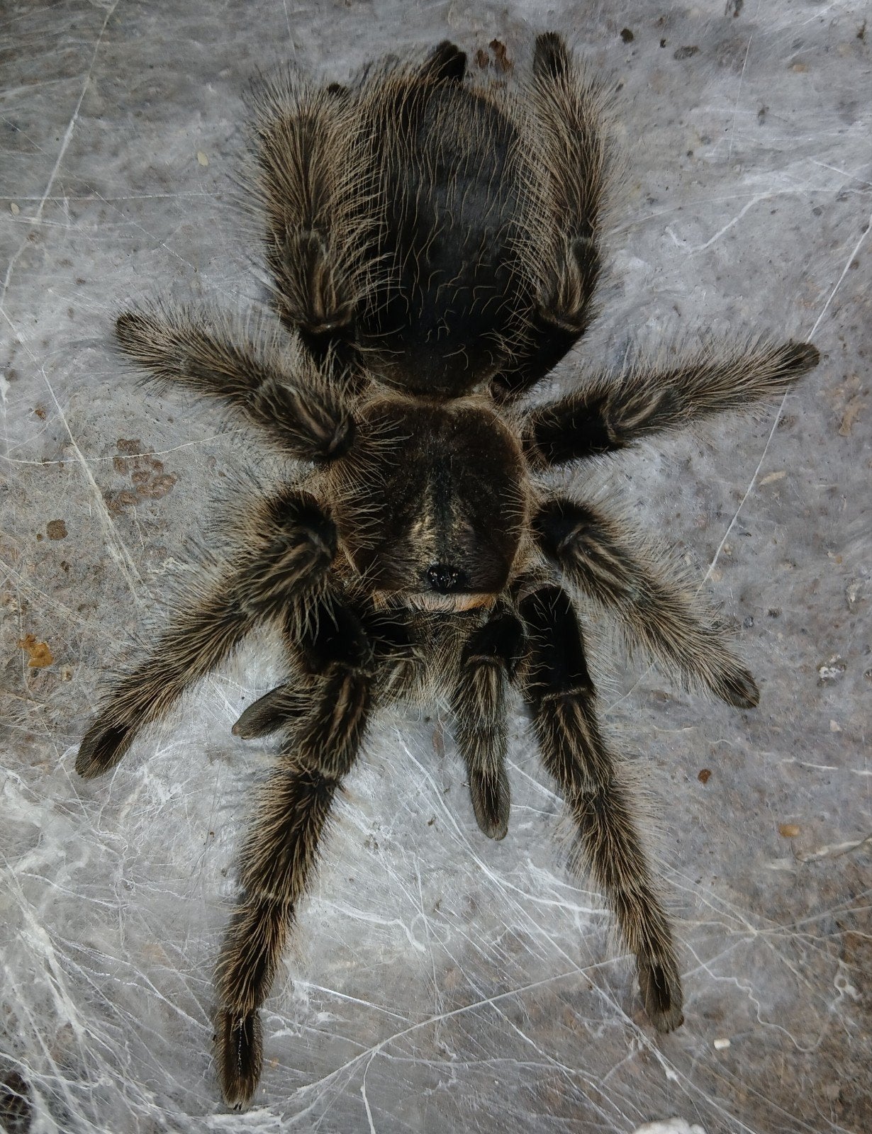 Te koop:vogelspinTliltocatl albopilosum Female
Adult, Spin of Schorpioen