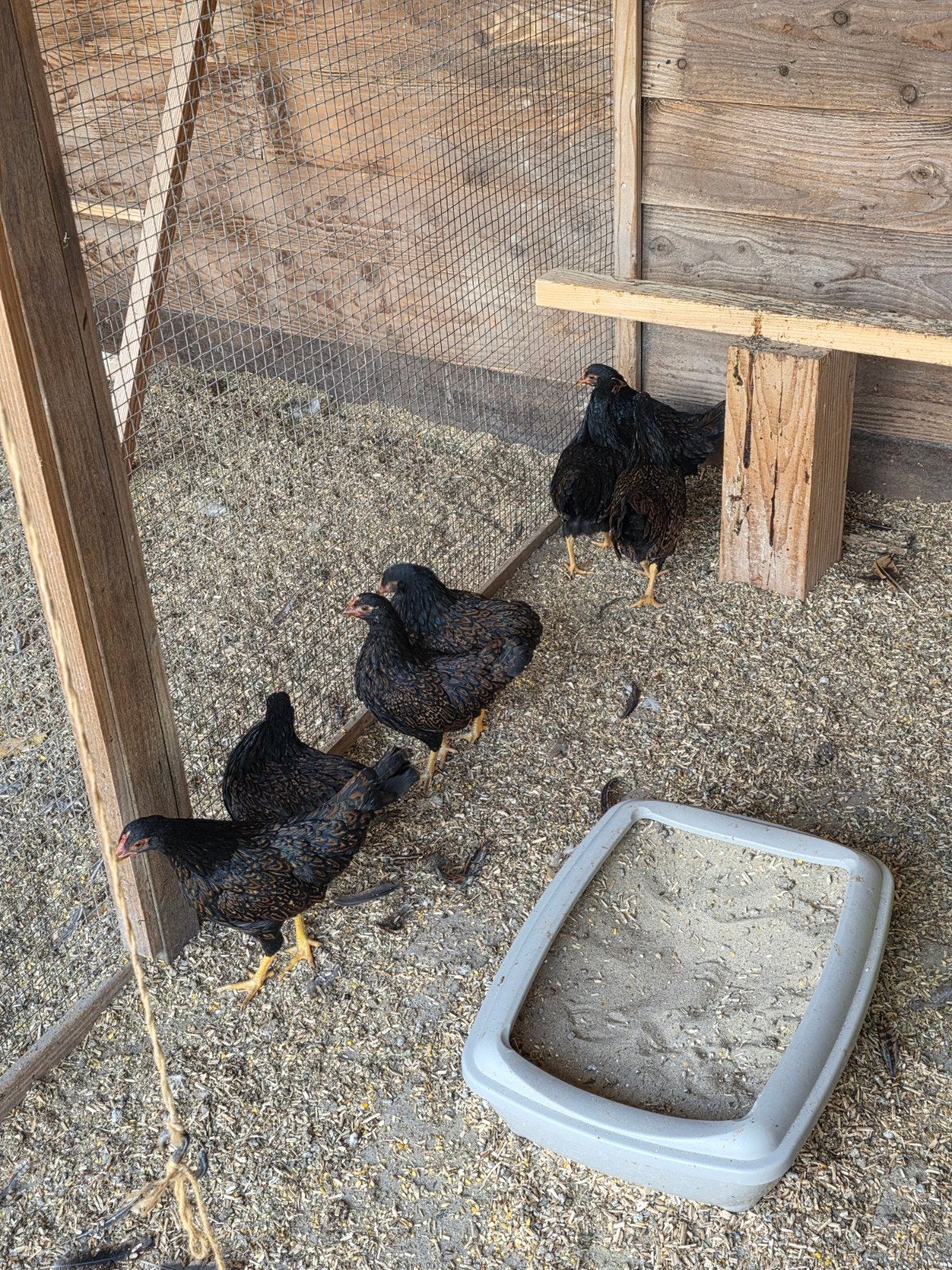 Barnevelder kriel !, Dieren en Toebehoren, Vrouwelijk, Kip