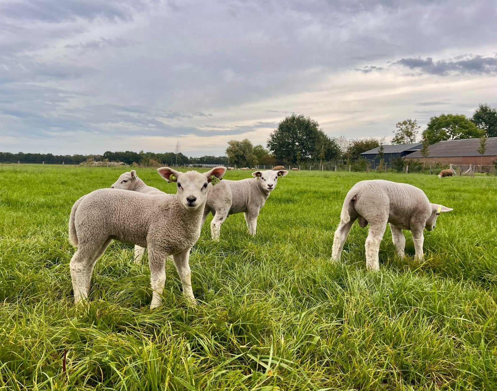 gezocht stallings ruimte voor vee/kleinvee en grasland, Opfok