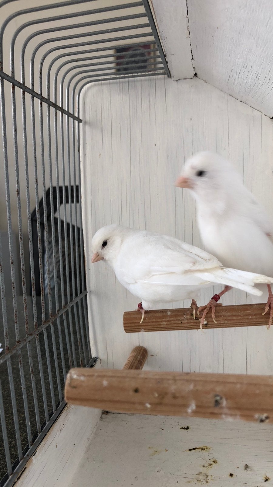 Te Koop ; Koppel Witte Kanaries, Meerdere dieren, Kleurkanarie