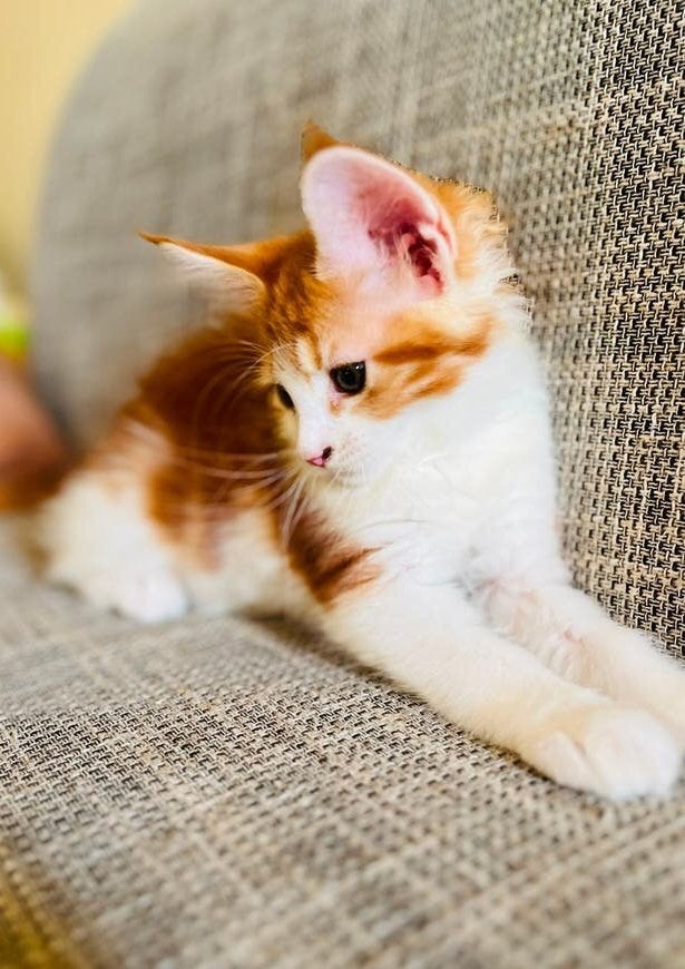 🧡 Een roodharig Maine Coon-prinsesje zoekt  thuis, Dieren en Toebehoren, Meerdere dieren, Ontwormd