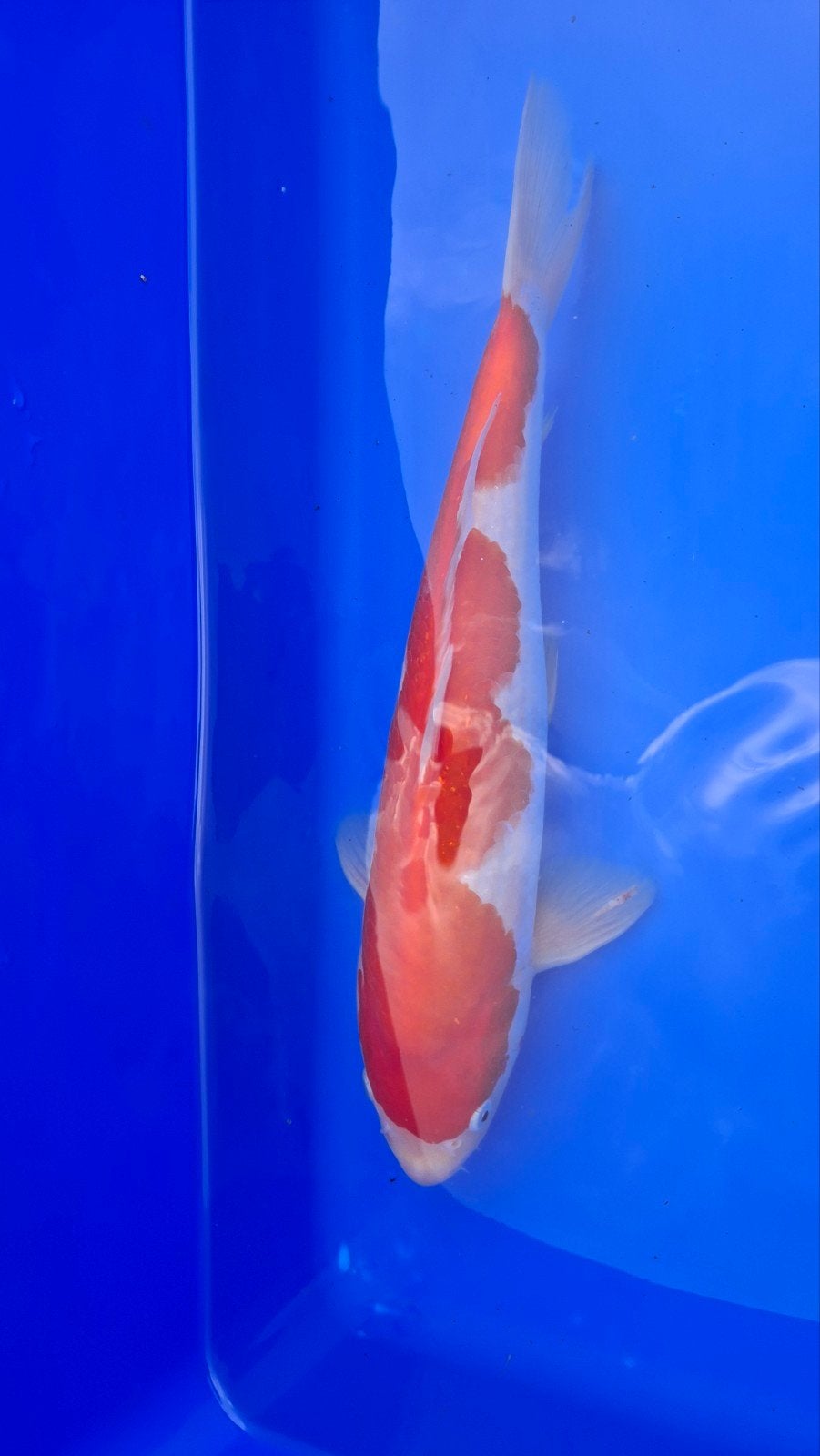 3 japanse koi, Dieren en Toebehoren, Karper of Koi