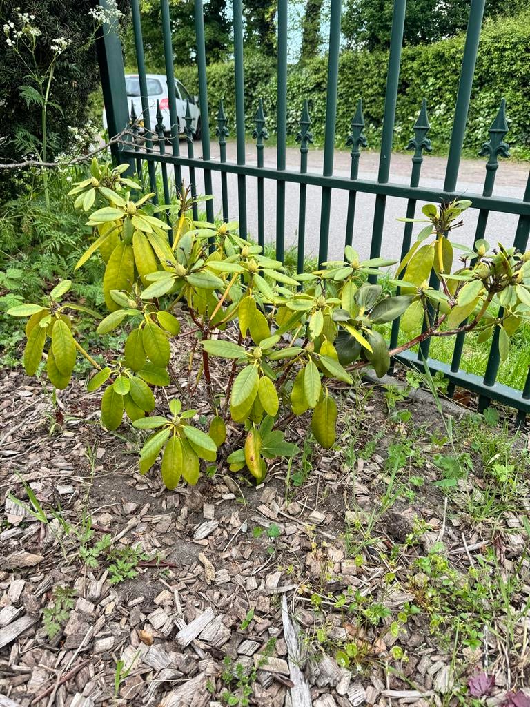 4 Semi-grote Rododendrons struiken: 3 paarse, 1 witte, Tuin en Terras, Ophalen, Overige soorten