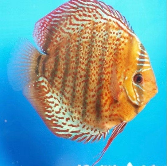 Tefe Discus ca 8 cm -Koidream Valburg, Dieren en Toebehoren, Vis, Zoetwatervis