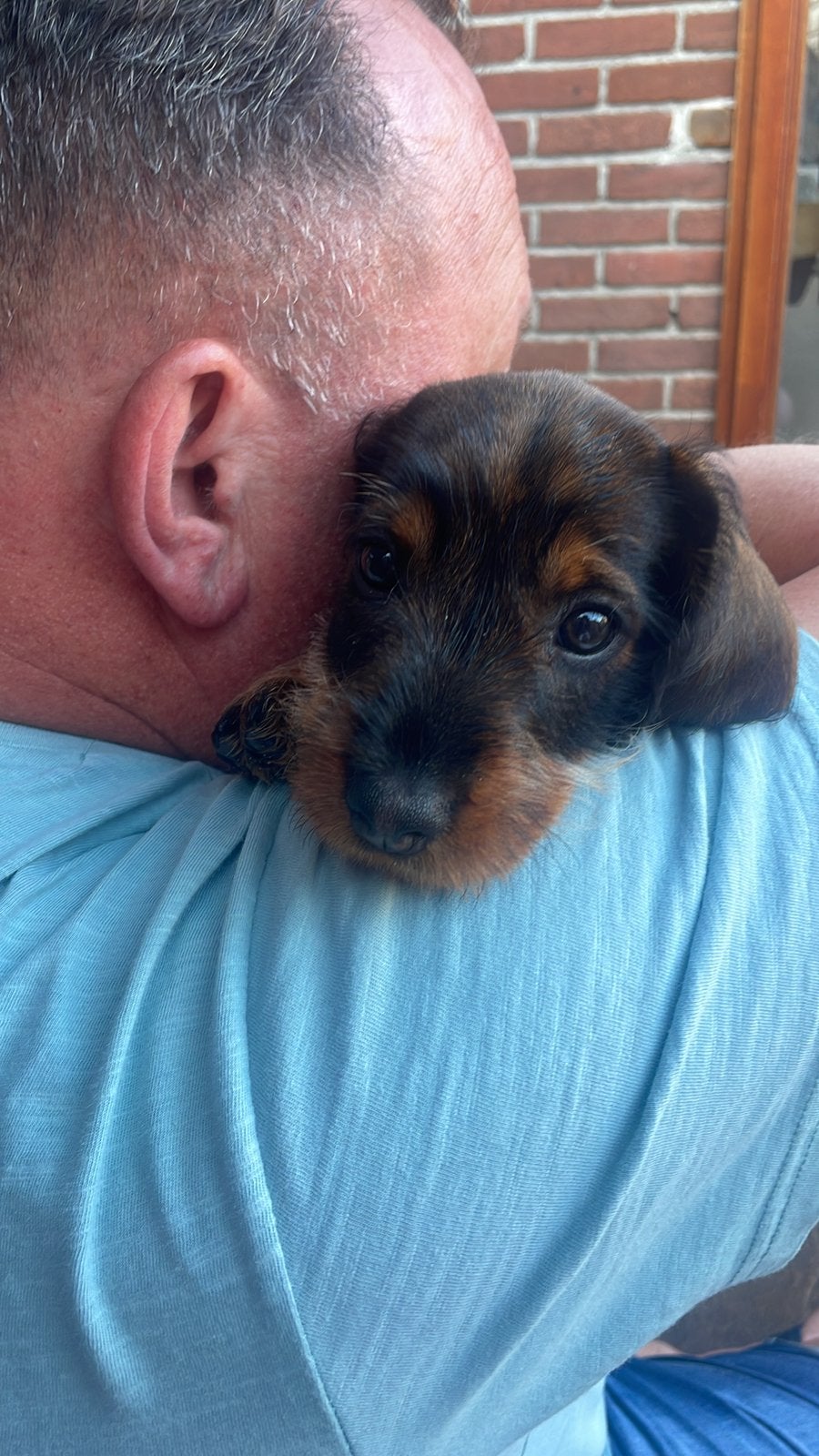 Ruwharig teckel standaard Pups, Standaard, 8 tot 15 weken, Meerdere, Meerdere dieren