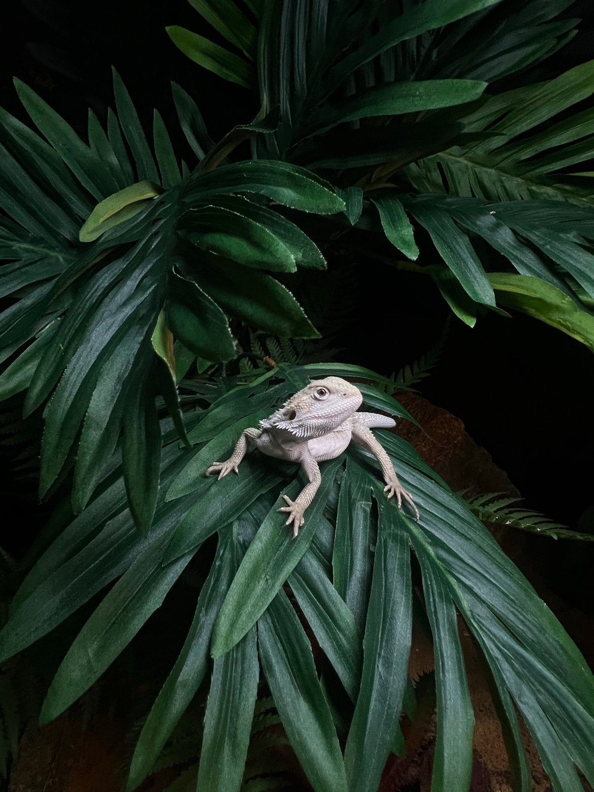 Baardagaam snow met terrarium Bearded Dragon - female for sale from Lenn Vandingenen