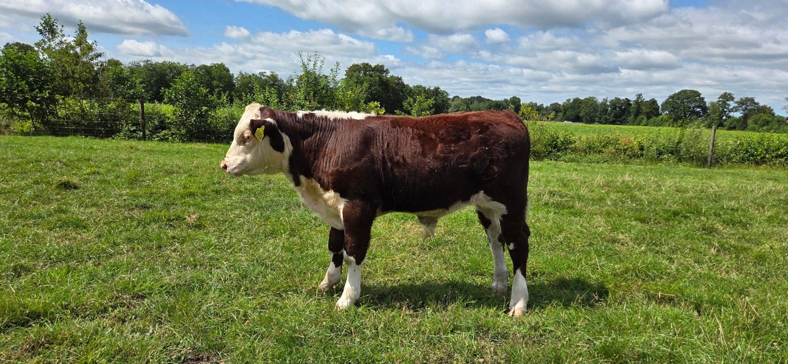 Hereford stier, Dieren en Toebehoren, Mannelijk, 0 tot 2 jaar
