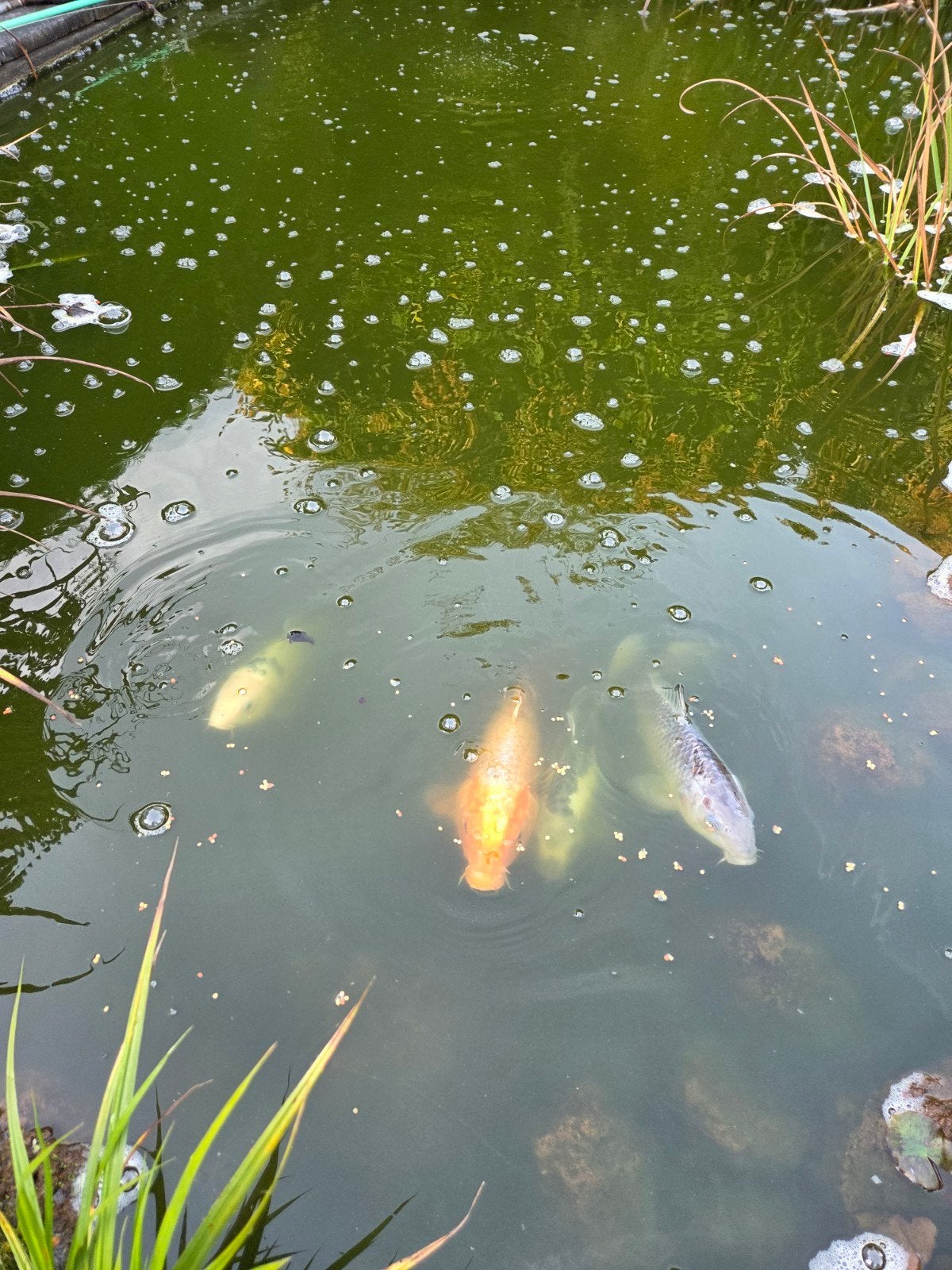 4 Koi's, Karper of Koi