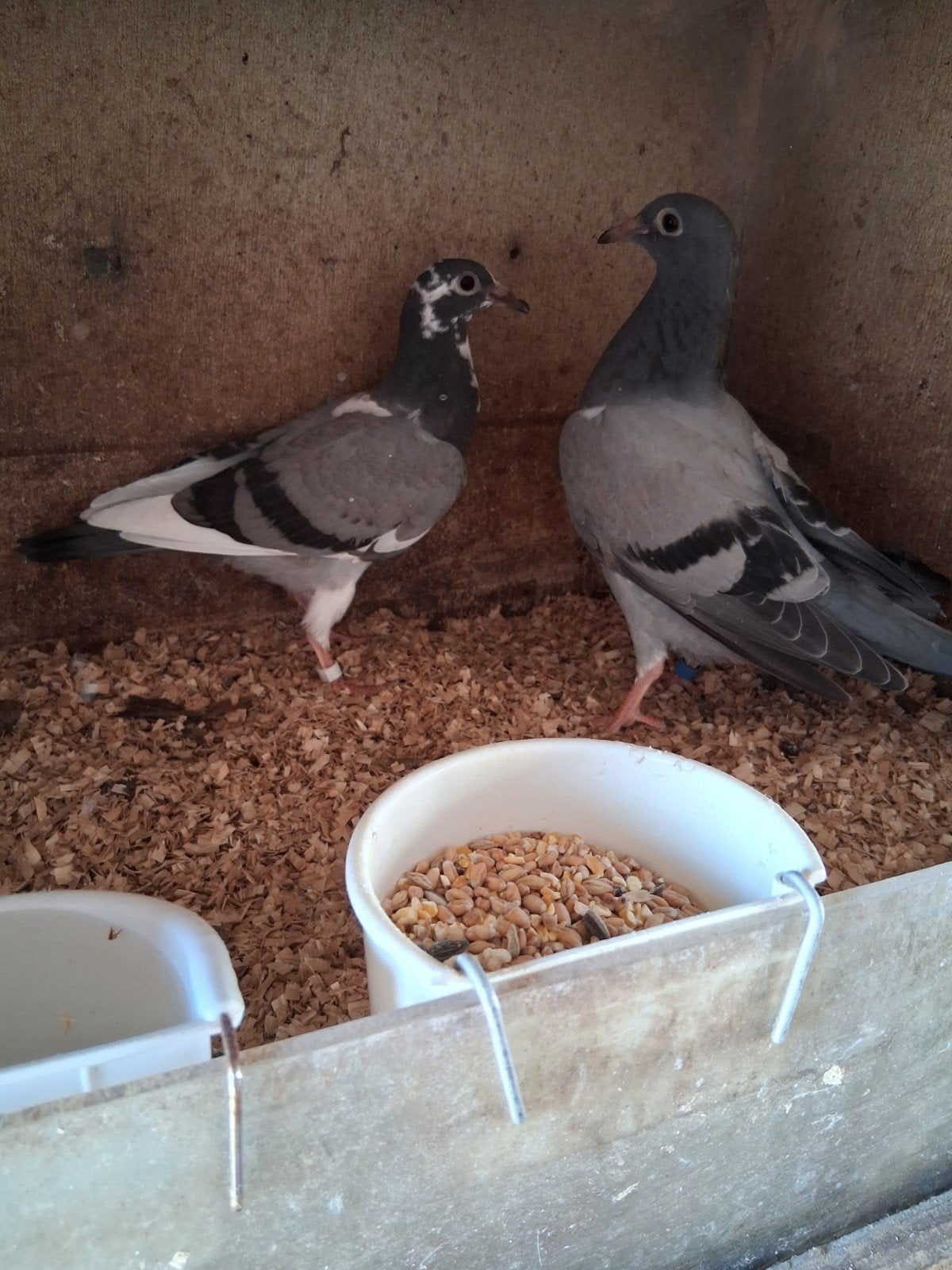 postduiven piepers 2st, Dieren en Toebehoren, Meerdere dieren, Postduif
